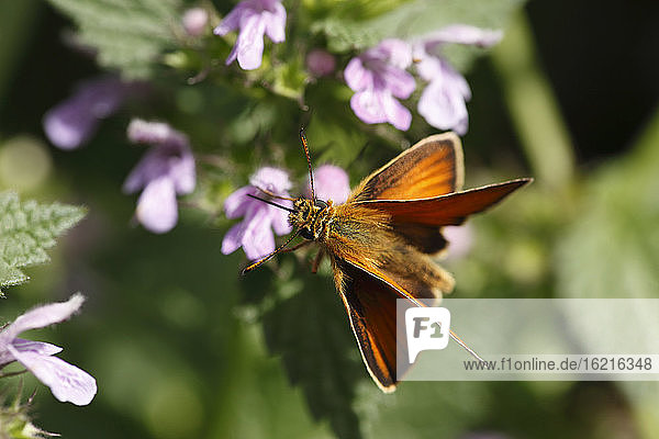 Austria  Wachau  Close up of Small Skipper on flower