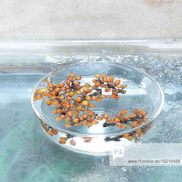 Sea Buckthorn berries in glass bowl (Hippophae rhamnoides)  close-up