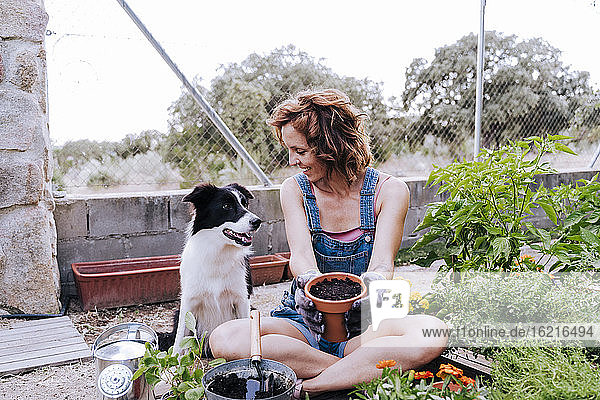Smiling woman holding flower pot looking at border collie while sitting vegetable garden