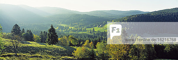 Deutschland  Baden-Württemberg  Schwarzwald  Waldgebiet  Feldberg im Hintergrund