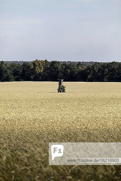 Deutschland  Mecklenburg Vorpommern  Blick auf Maisfeld