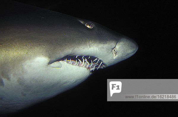 grey nurse shark - sandtiger-shark