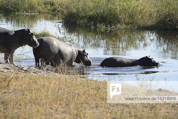 Africa, Botswana, Okavango Delta, Hippopotami (Hippopotamus amphibius) crossing river