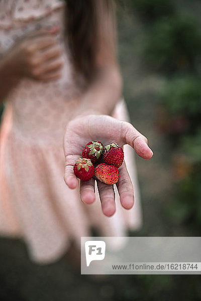 Close-up of girl holding strawberries in organic farm