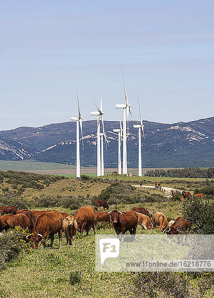 Spanien  grasende Kühe und Windmühle im Hintergrund