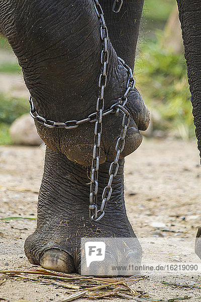 Thailand  Chiang Mai  Elefantenbeine in Kette im Maesa Elefantencamp