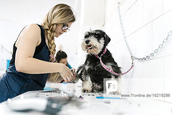 Weibliche Hundefrisörin schneidet Schnauzernägel auf einem Tisch in einem Zoogeschäft