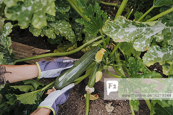 Close-up of woman hands picking zucchini at vegetable garden