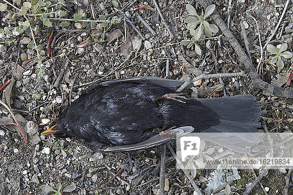 Blackbird (Turdus merula)  dead  elevated view