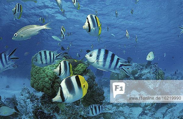 Französisch-Polynesien  Falterfische und Seegras (Sergeantbarsche)