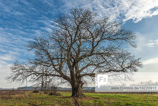 Frankreich  Gironde  Haute-Lande girondine  Hostens  alter Kastanienbaum in den Weinbergen von Landras