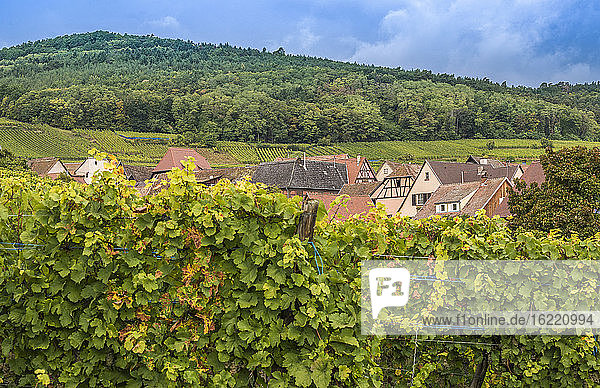 Frankreich  Elsass  Weinstraße  Weinberg und Dorf Hunawihr (Das schönste Dorf Frankreichs)