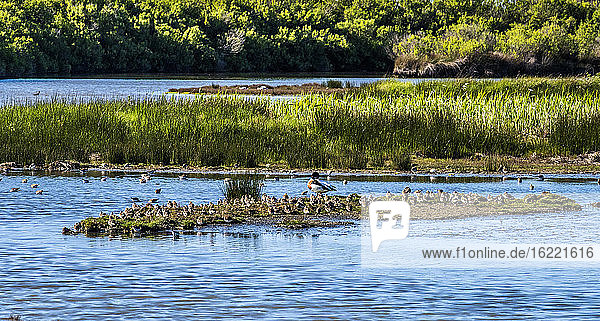 Frankreich  Bucht von Arcachon  Vogelpark Teich  Brandgans und Sanderlinge