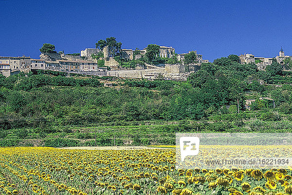 Frankreich  Provence  Vaucluse  Petit Luberon  Sonnenblumenfeld und das Dorf Menerbes im Hintergrund (Plus Beau Village de France - Das schönste Dorf Frankreichs)