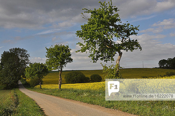 Frankreich  Bretagne  Taupont  kleine sonnige wilde Straße  gesäumt von Bäumen  Eichen und einem Feld mit blühendem Raps  ländliche Landschaft auf dem Lande
