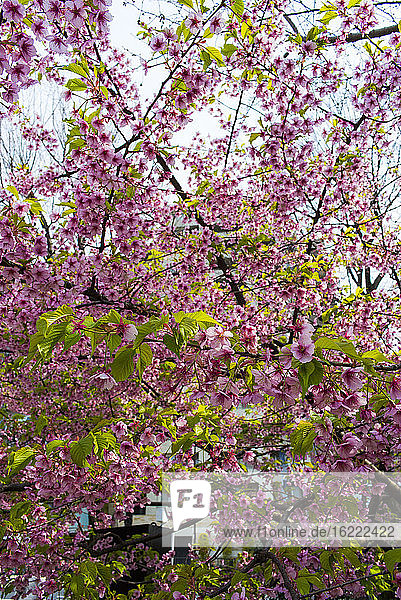 Blooming cherry trees, Tokyo, Japan.