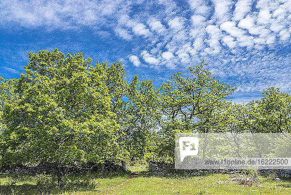 France, Lot, Causses regional Natural Park of Quercy, Natural Sensitive Space of Brauhnie, small dry stone wall of a ewes park and downy oak tree