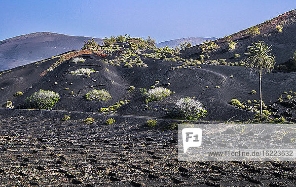 Spain  Canary Islands  Lanzarote Island  viticulture in the volcanic valley of the Geria