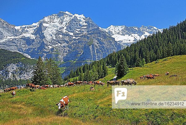 Bergwiese mit Kühen und Jungfrau-Massiv  Mürren  Jungfrau-Region  Berner Oberland  Kanton Bern  UNESCO-Weltnaturerbe  Schweiz  Europa