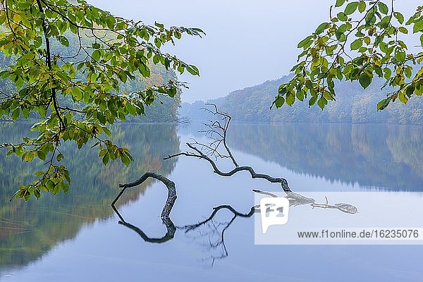 Gestützter Baum in einem See im Herbst  Schmaler Luzin  Feldberger Seenlandschaft  Mecklenburg-Vorpommern  Deutschland  Europa