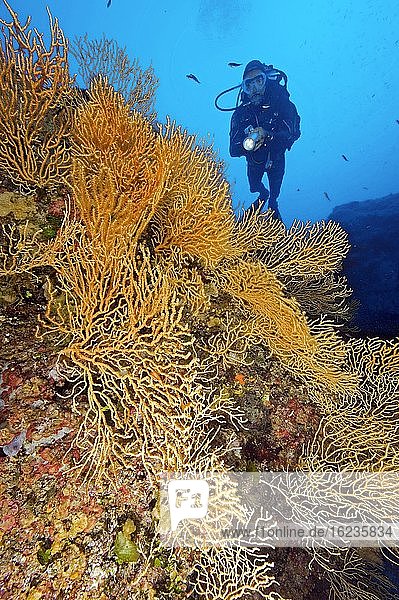 Diver and yellow Mediterranean gorgonian (Eunicella cavolinii)  horn coral  Mediterranean