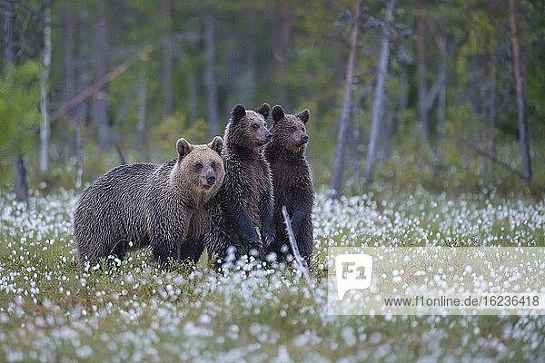 Female (Ursus arctos) with her offspring in a bog with fertile cotton grass on the edge in a boreal coniferous forest  young bear  secures  Suomussalmi  Karelia  Finland  Europe