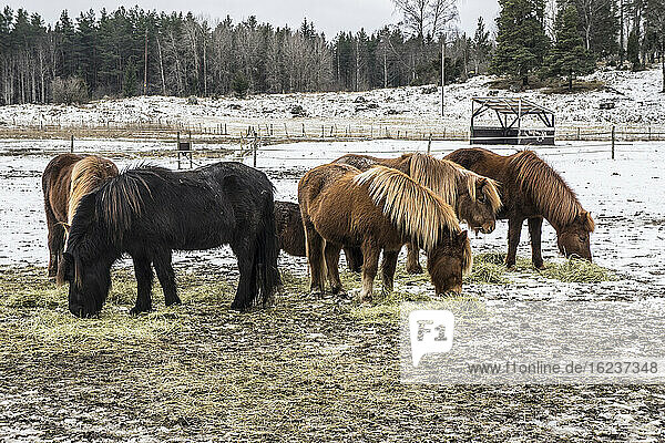 Ponys beim Grasen im Winter