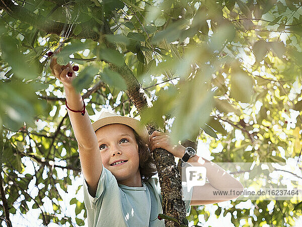 Girl picking cherries on tree