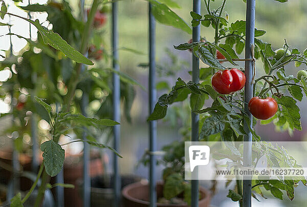 Rote Tomaten an einer Tomatenpflanze