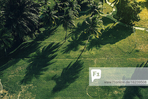 Luftaufnahme des Spielfelds und der Palmen