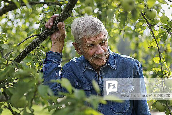 Älterer Mann im Garten