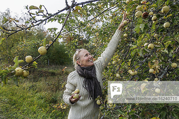 Frau pflückt Äpfel