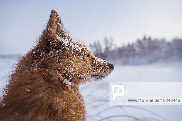 Dog at winter
