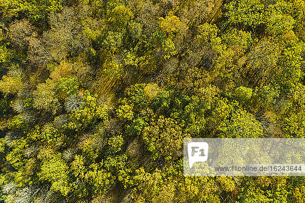 Luftaufnahme des Herbstwaldes