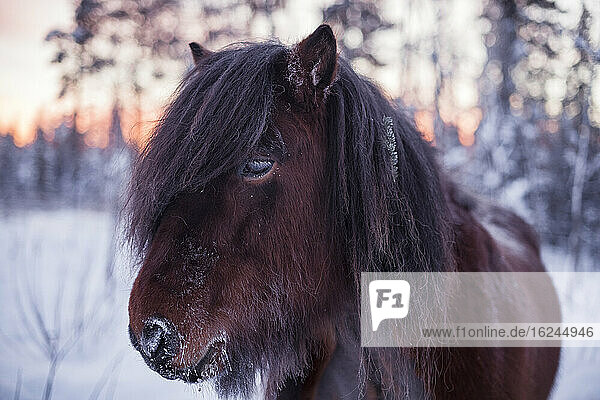 Horse at winter