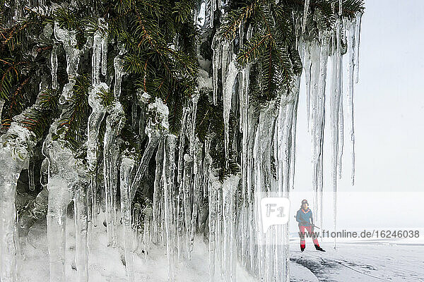 Icicles on pine branches  ice-skater on background