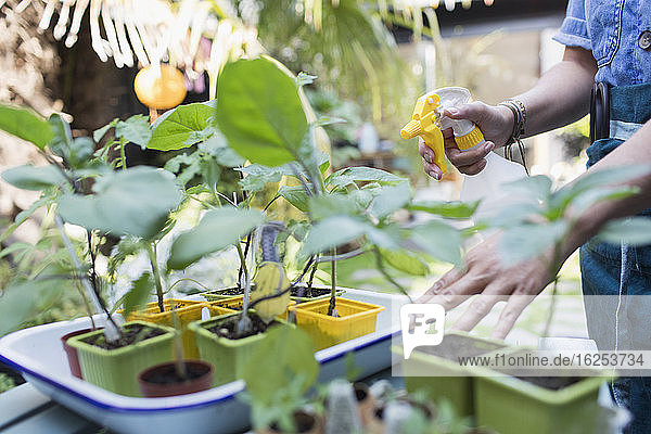 Frau gießt Topfpflanzen mit Sprühflasche