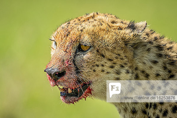 Close-up portrait of cheetah (Acinonyx jubatus) with blood stained face; Tanzania
