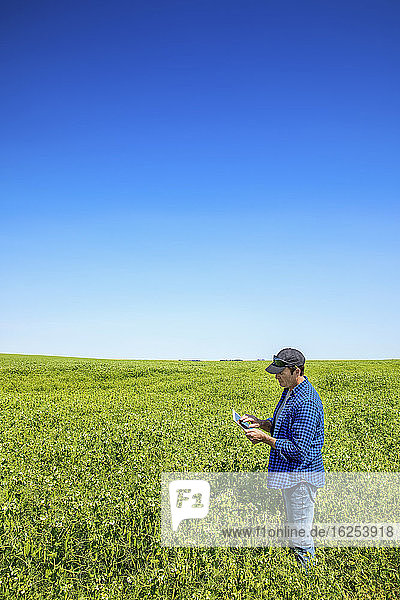 Farmer crouching in a pea field using a tablet and inspecting the yield; Alberta  Canada
