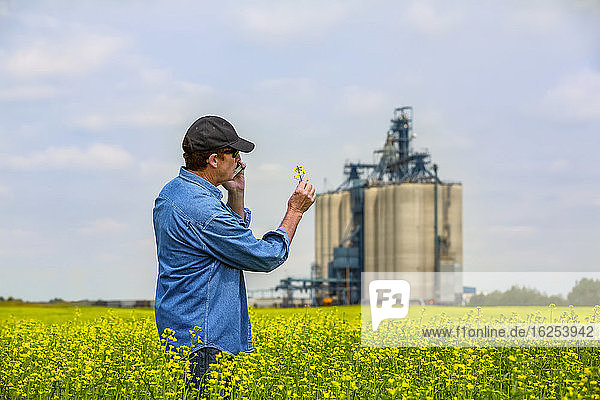 Landwirt steht mit einem Smartphone in einem Rapsfeld und inspiziert den Ertrag mit einem Getreidelager im Hintergrund; Alberta Kanada