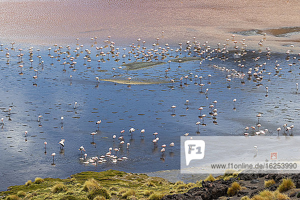 Flamingos an der Laguna Colorada Eduardo-Avaroa-Nationalpark; Abteilung Potosi Bolivien
