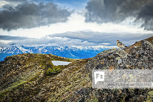 Schneehuhn im Frühling mit Farbe auf dem Felsen am Bird Ridge Chugach State Park Süd-Zentral-Alaska im Sommer; Alaska Vereinigte Staaten von Amerika