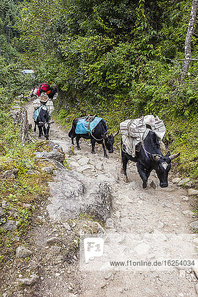 Yaks (Bos grunniens) or dzo carry goods and tourists belongings up the rocky trail along the Gokyo Trek  Sagarmatha National Park  Nepal on an early autumn day; Nepal