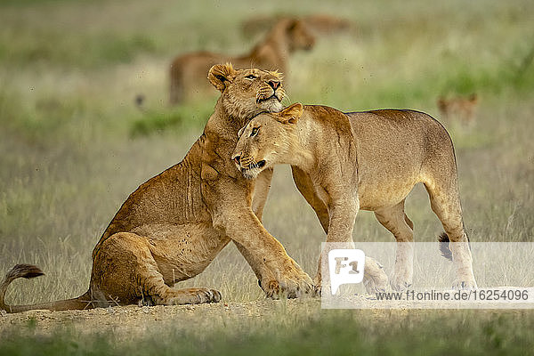 Zwei Löwinnen (Panthera leo) die sich im Gras kuscheln; Tansania