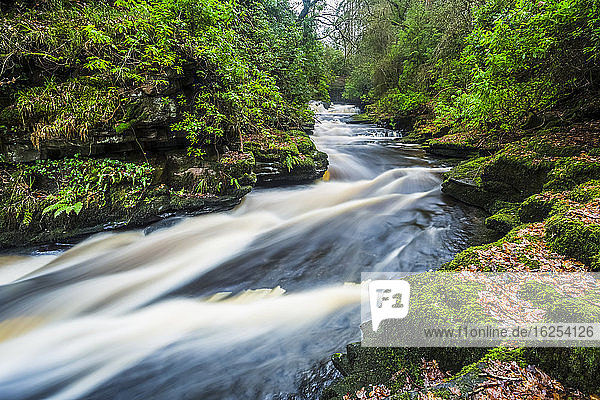 Wildwasser-Stromschnellen am Fluss Clare Glens  der eine kleine Schlucht in einem Wald durchschneidet; Clare Glens  Grafschaft Tipperary  Irland
