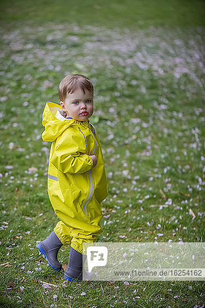 Portrait of young girl walking on the grass in the park wearing yellow rain suit and grey rubber boots and looking back over shoulder; North Vancouver  British Columbia  Canada