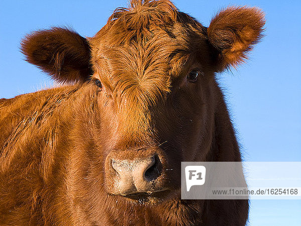Viehzucht - Nahaufnahme einer Red-Angus-Rindkuh / Alberta  Kanada.