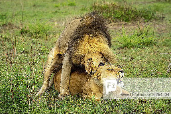 Löwe (Panthera leo) beißt einer Löwin während der Paarung in den Nacken; Kenia