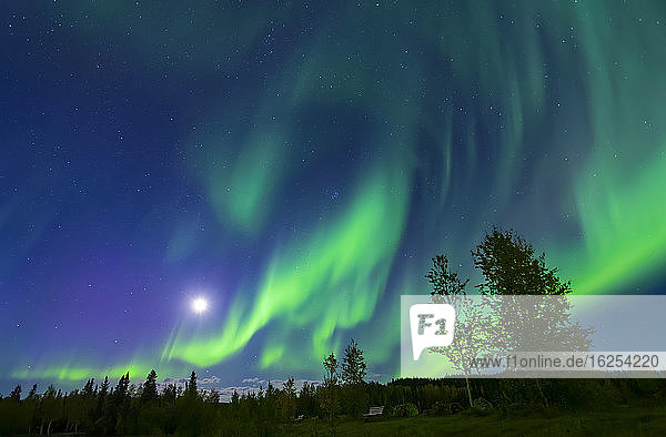 Leuchtend grünes Polarlicht wirbelt über das Ufer des Birch Lake  Innen-Alaska im Herbst; Fairbanks  Alaska  Vereinigte Staaten von Amerika