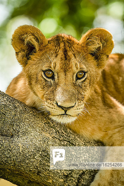 Nahaufnahme eines Löwenjungen (Panthera leo)  der auf einem Baumast sitzt und in die Ferne blickt; Tansania